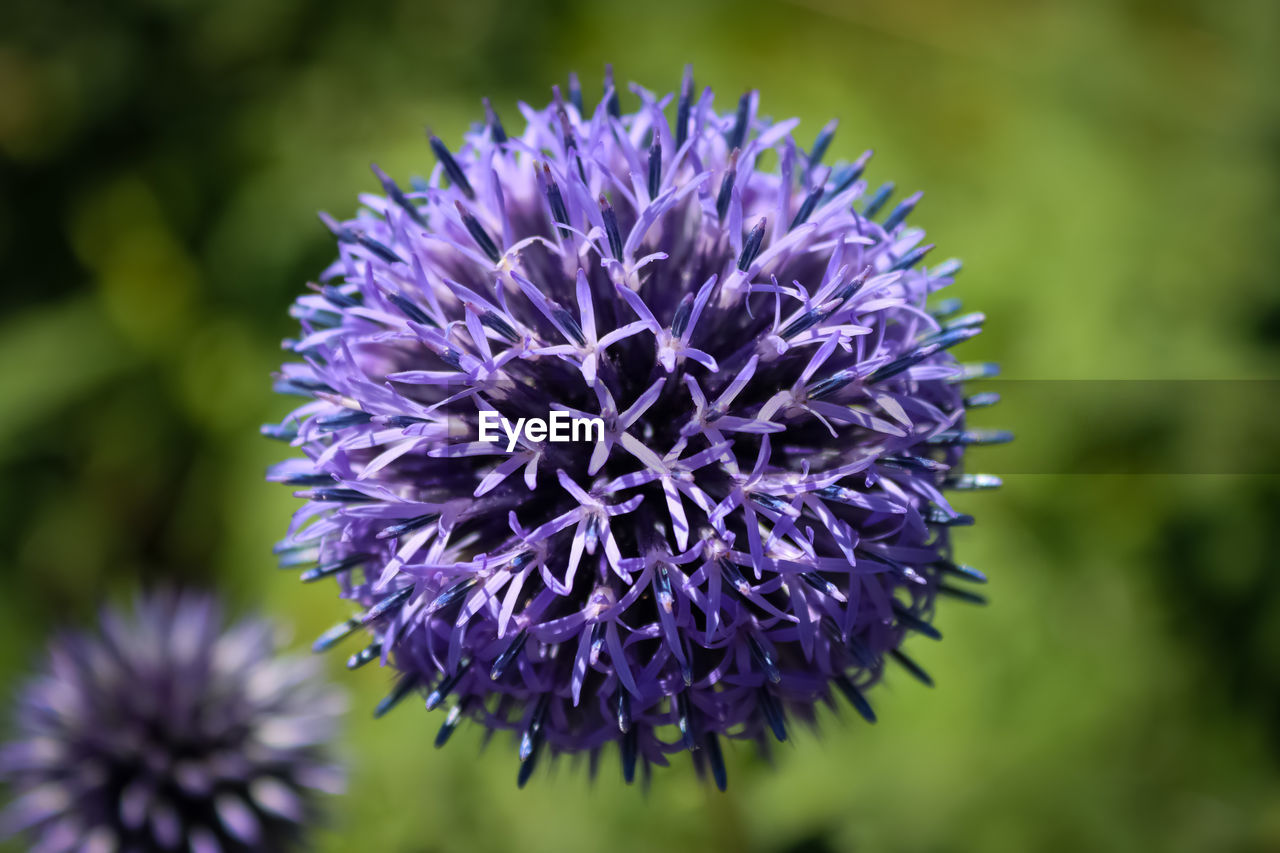 flower, flowering plant, purple, freshness, plant, beauty in nature, inflorescence, flower head, close-up, fragility, thistle, nature, growth, petal, macro photography, focus on foreground, no people, wildflower, blossom, botany, artichoke, outdoors, food, springtime