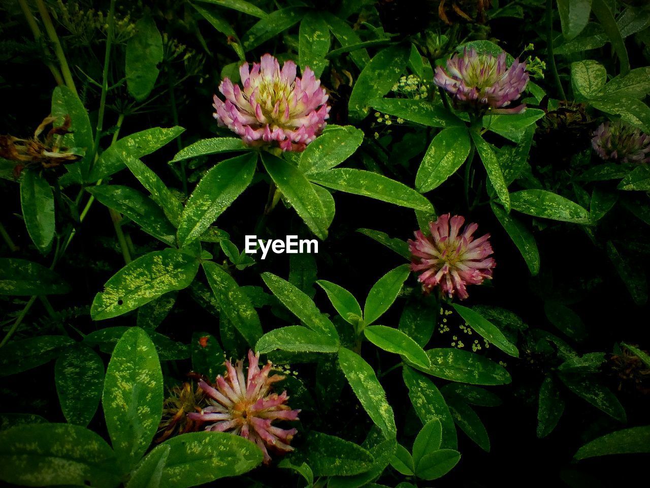 CLOSE-UP OF BLOOMING OUTDOORS