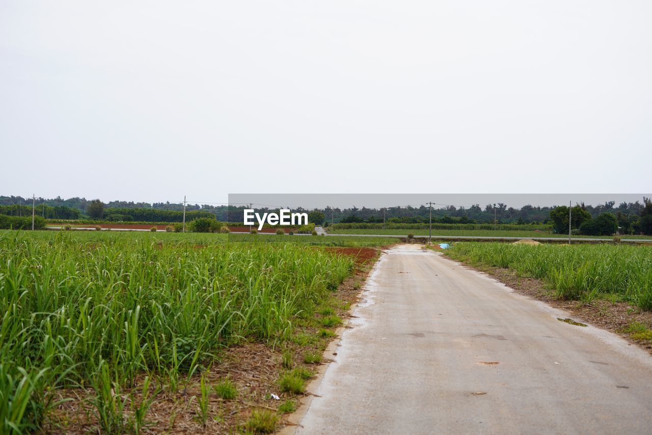 landscape, road, sky, plant, rural scene, agriculture, transportation, environment, field, rural area, land, nature, soil, the way forward, diminishing perspective, no people, grass, crop, growth, vanishing point, farm, tranquility, green, scenics - nature, infrastructure, day, copy space, food and drink, outdoors, paddy field, prairie, food, dirt, beauty in nature, horizon, plain, dirt road, tranquil scene, cereal plant, clear sky, travel, tree, non-urban scene, highway, vegetable