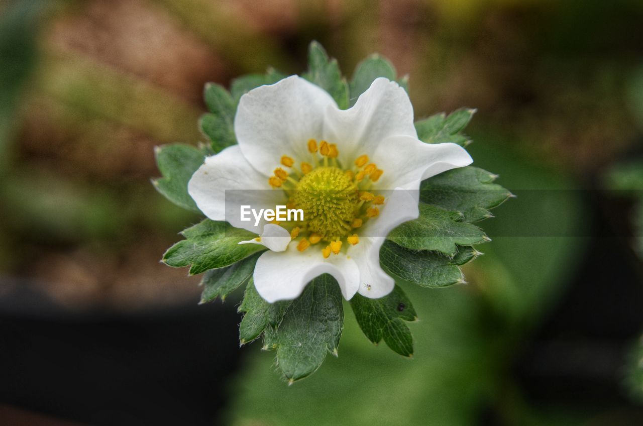 Close-up of white flower with leaves