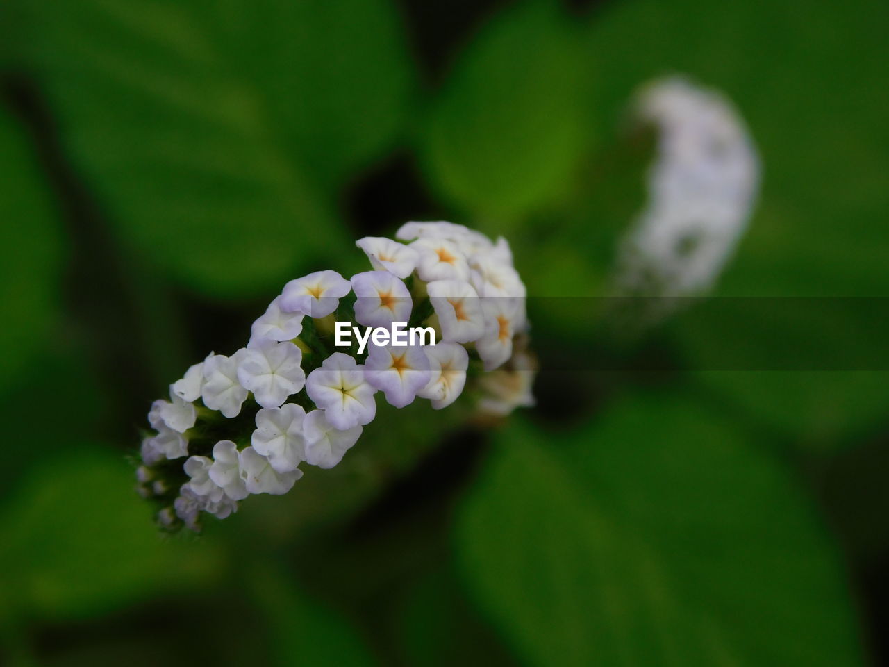 CLOSE-UP OF FLOWER BLOOMING OUTDOORS