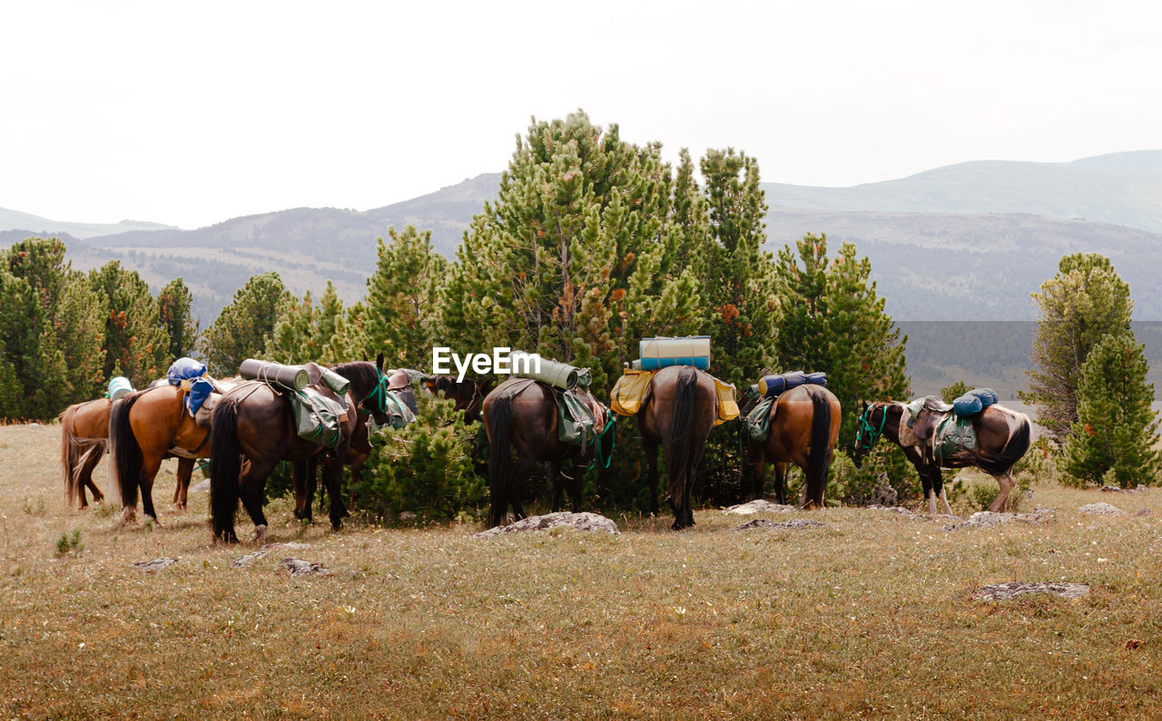 Horses with saddlebags and travel mats standing at halt