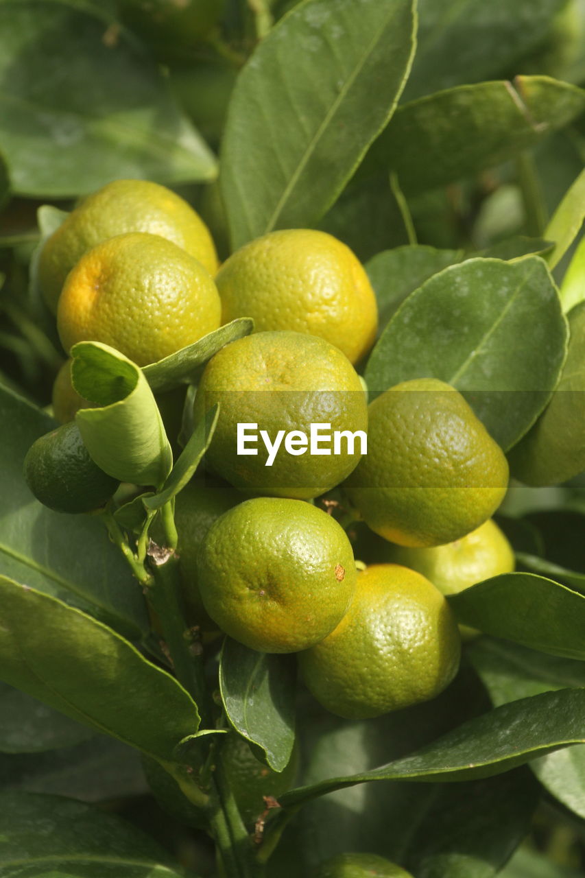 Close-up of fruits on tree