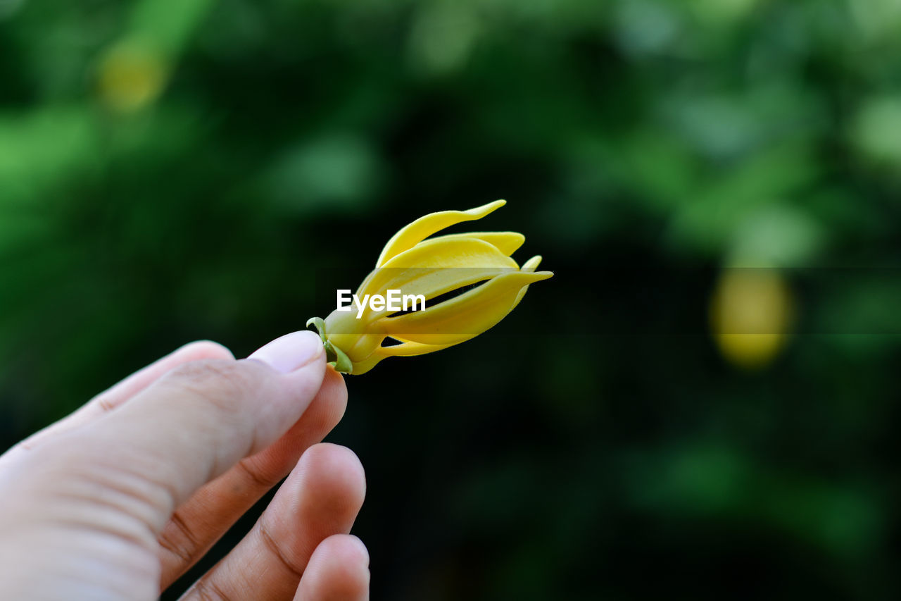 CLOSE-UP OF HAND HOLDING YELLOW ROSE