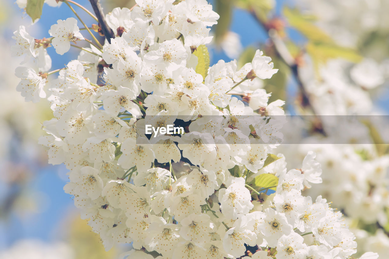 Close-up of cherry blossoms blooming in park