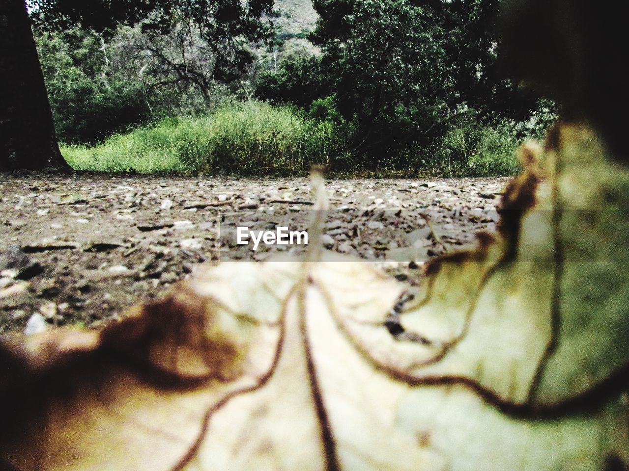 CLOSE-UP VIEW OF FOREST