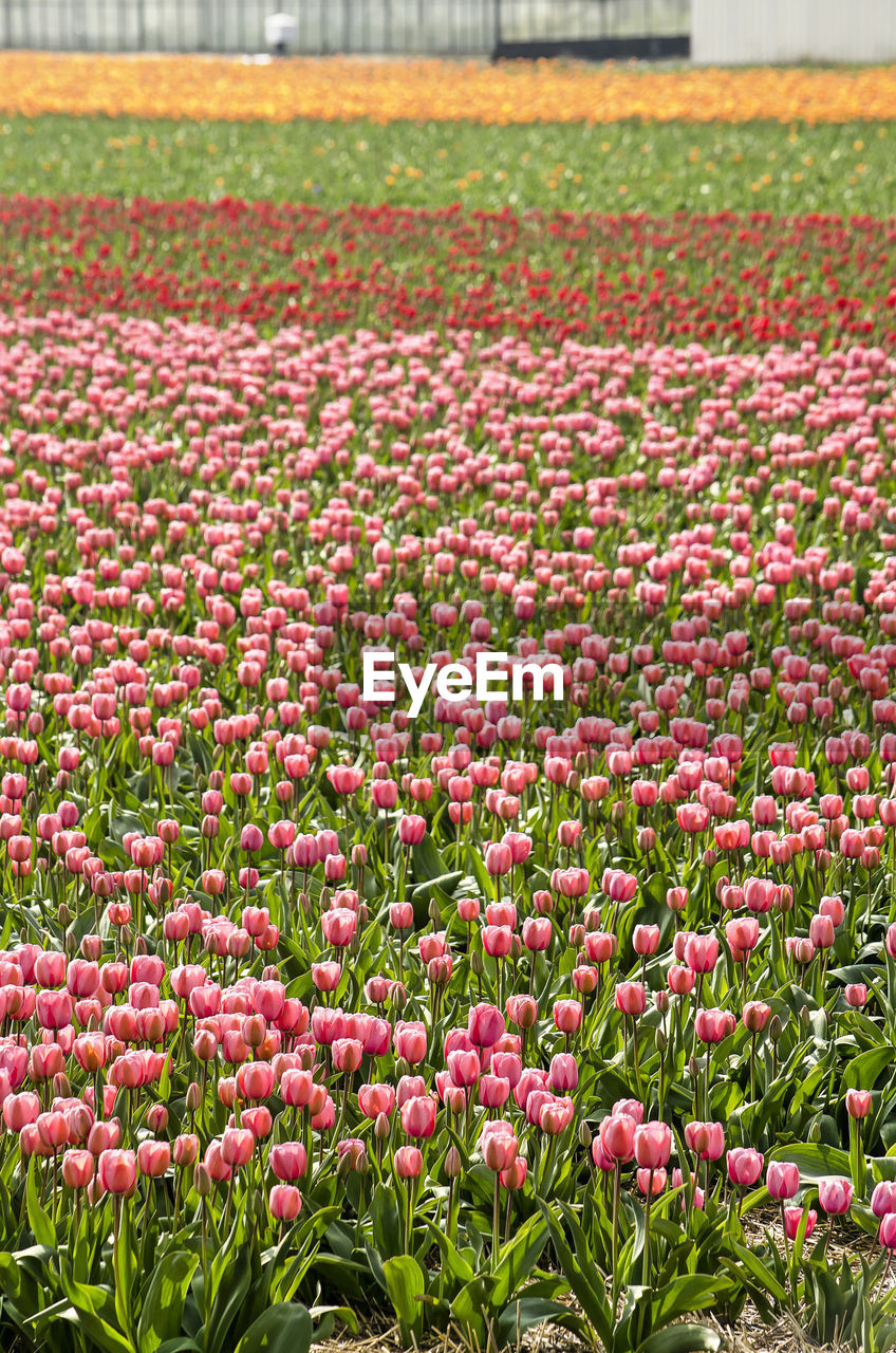CLOSE-UP OF PINK TULIPS GROWING IN FIELD