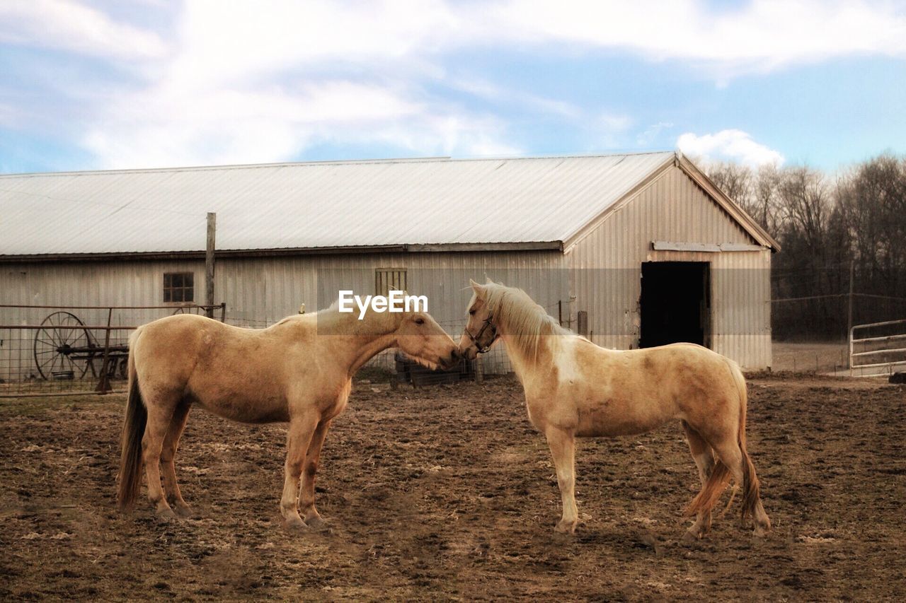 Two blonde horses standing face to face with one another in front of barn/ blue sky