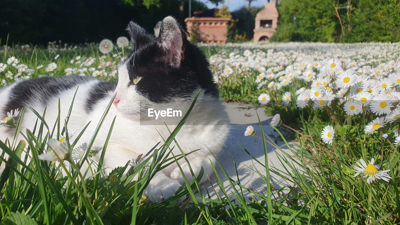 animal themes, animal, plant, mammal, grass, one animal, pet, domestic animals, cat, flowering plant, flower, feline, domestic cat, nature, no people, field, growth, relaxation, day, lawn, beauty in nature, meadow, felidae, land, dog, outdoors, green, close-up, whiskers, canine, small to medium-sized cats