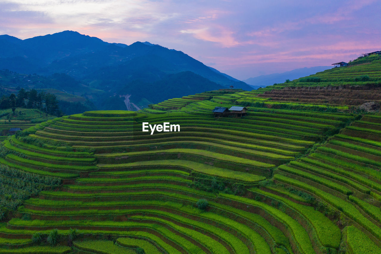 SCENIC VIEW OF RICE PADDY