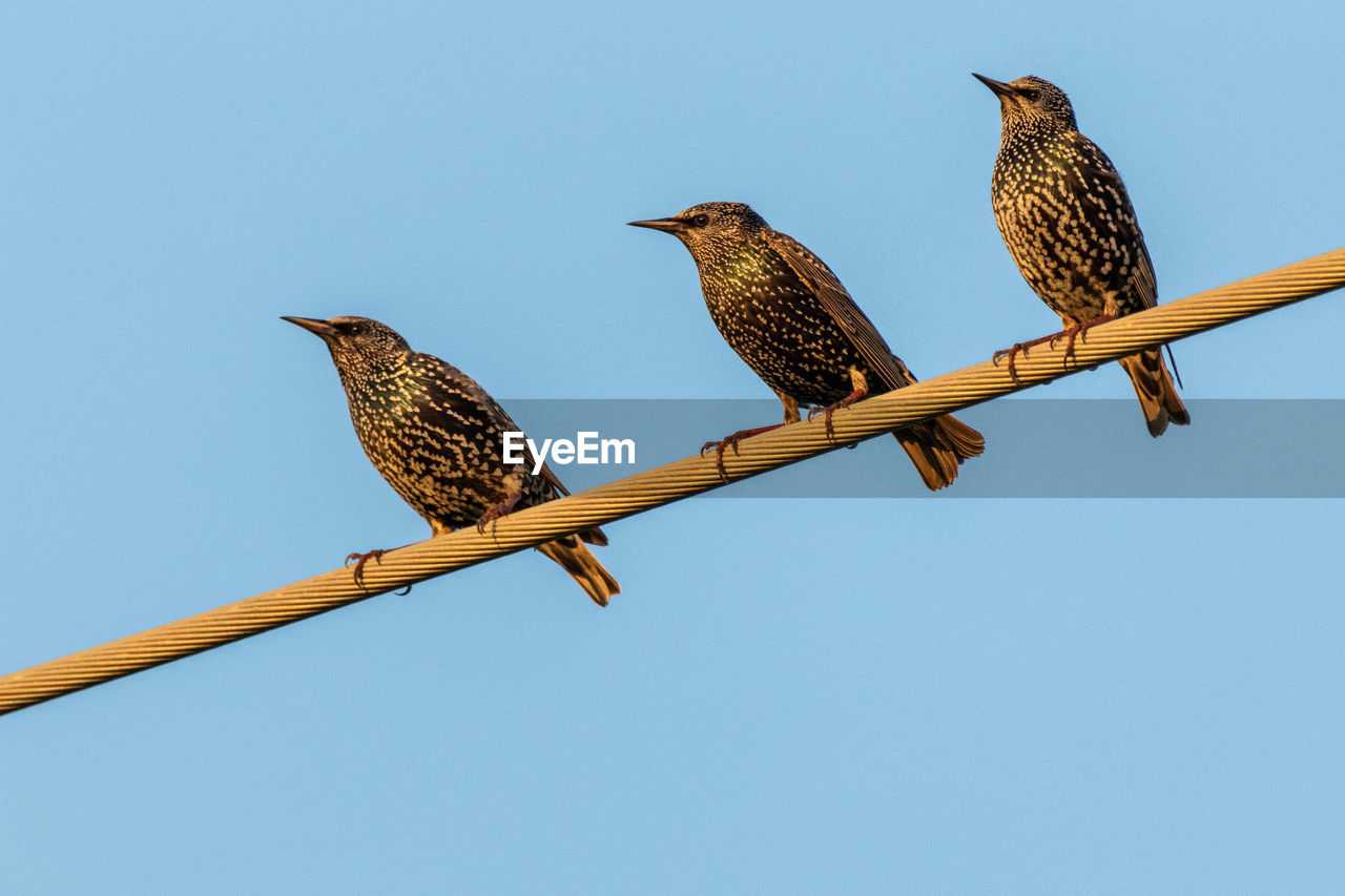 LOW ANGLE VIEW OF BIRDS PERCHING ON POWER LINE