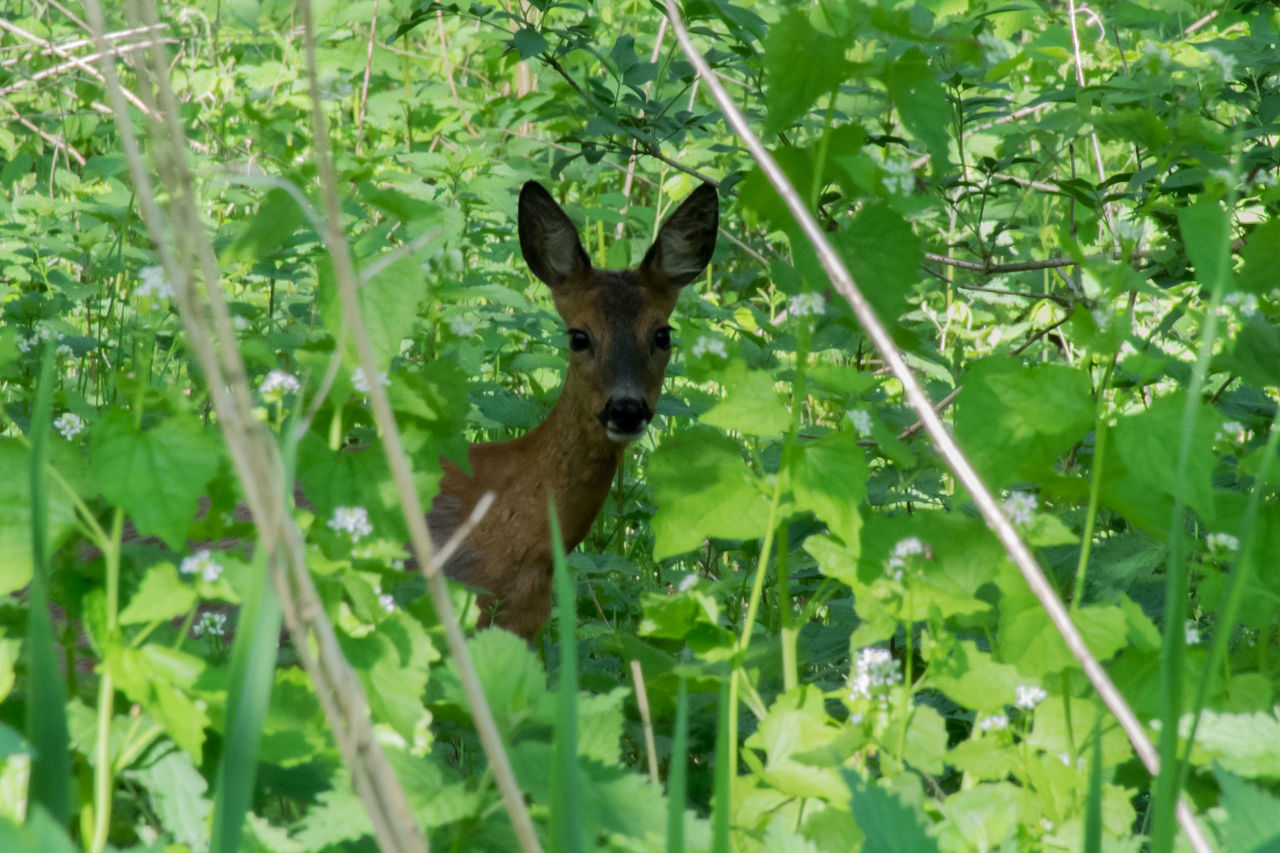 DEER ON A FOREST