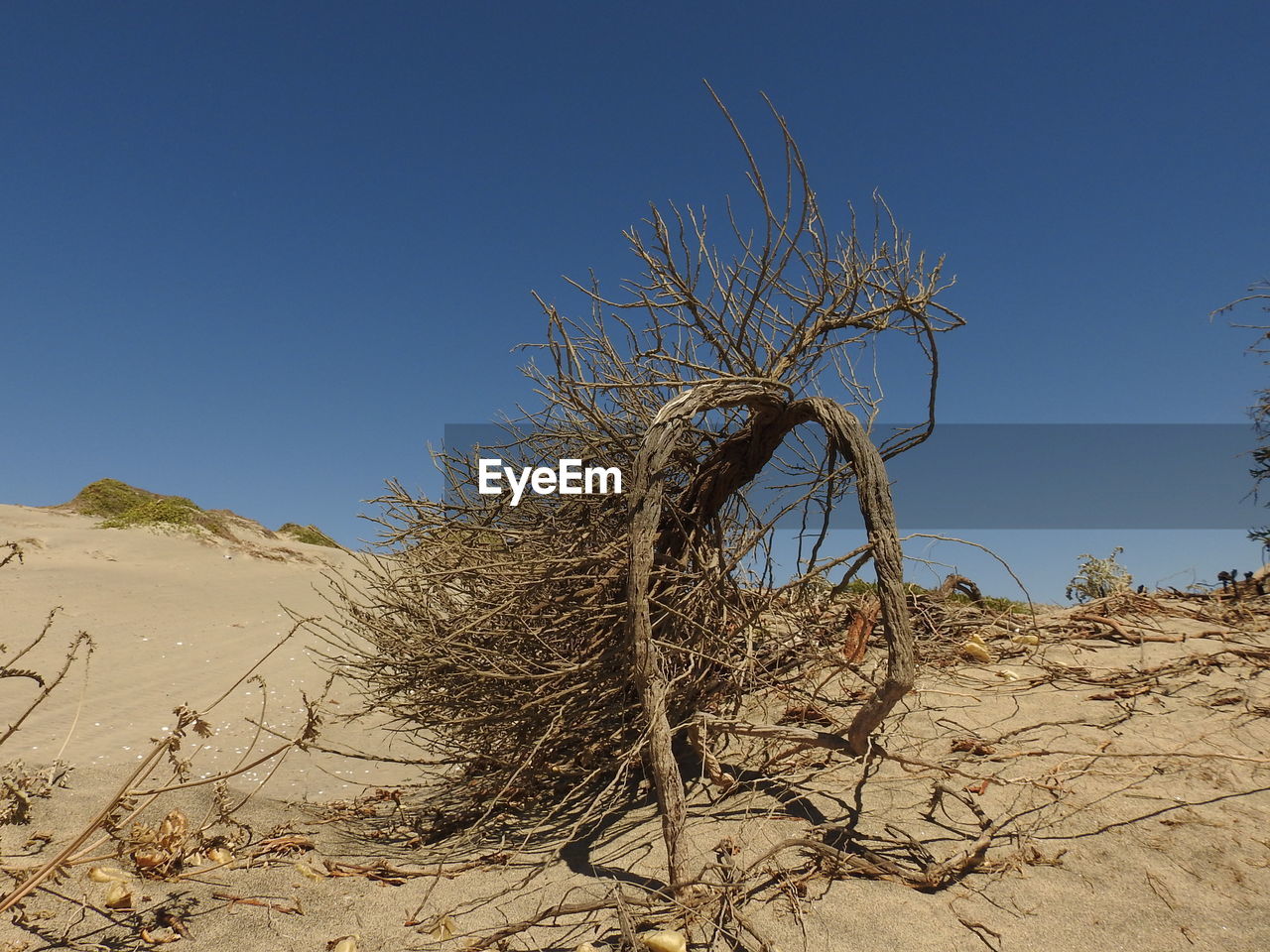 Bare tree on desert against clear blue sky