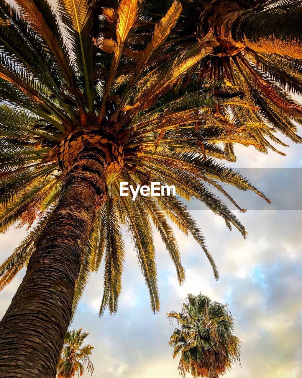 LOW ANGLE VIEW OF PALM TREE AGAINST THE SKY