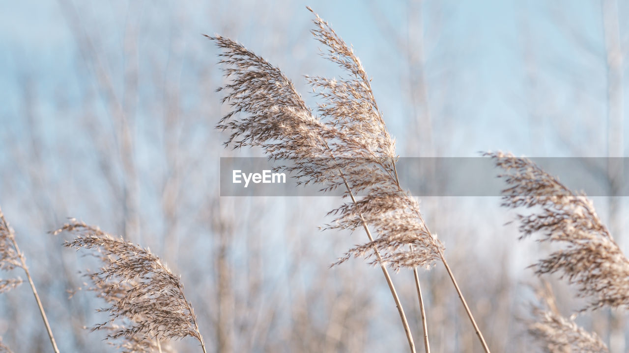 Pampas grass on the lake, reed layer, reed seeds. golden reeds on the lake sway in the wind 