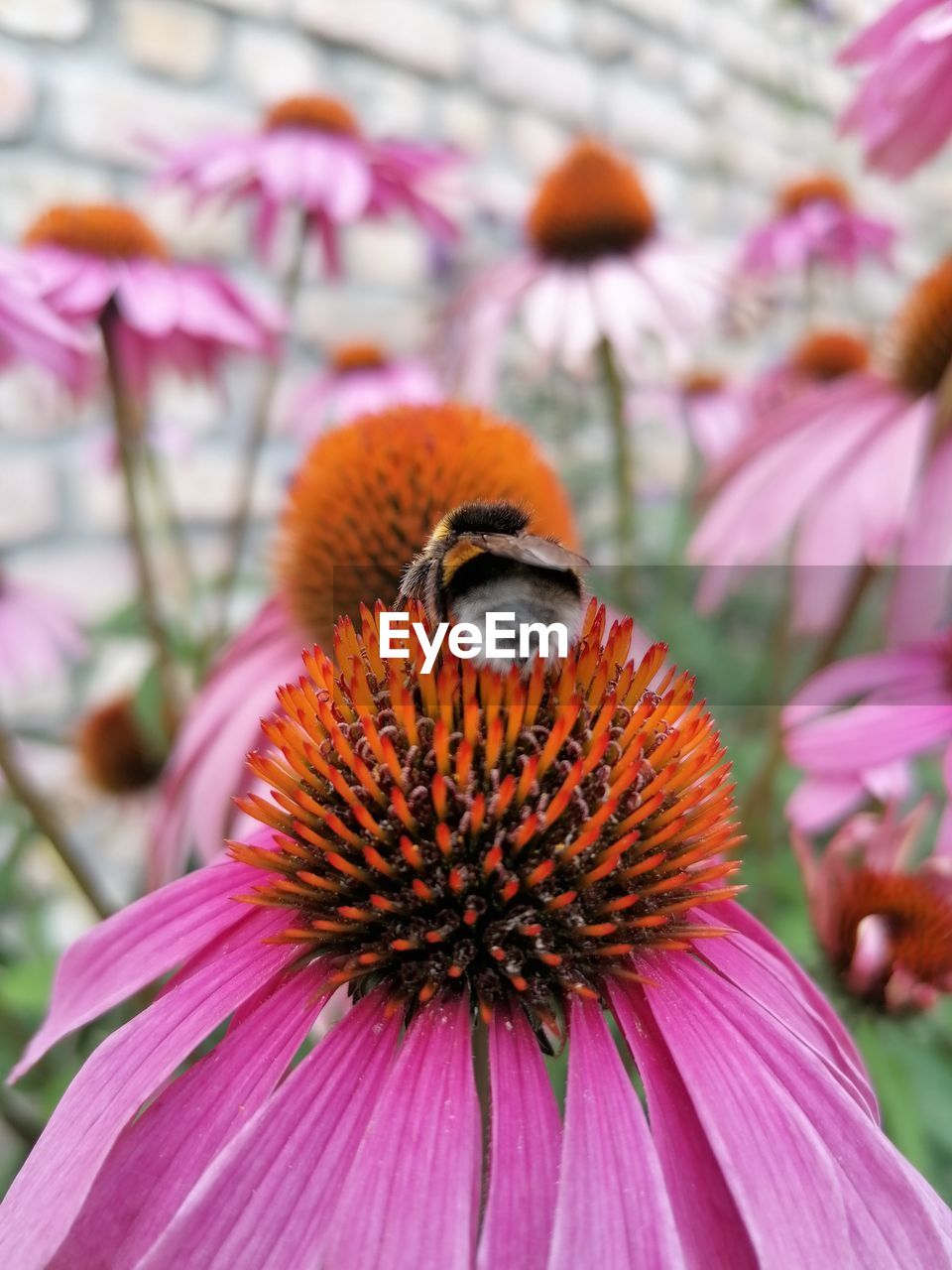 flower, flowering plant, beauty in nature, plant, freshness, close-up, petal, fragility, animal themes, flower head, pink, animal, animal wildlife, one animal, focus on foreground, growth, macro photography, pollen, nature, wildlife, insect, inflorescence, no people, purple, bee, day, pollination, outdoors