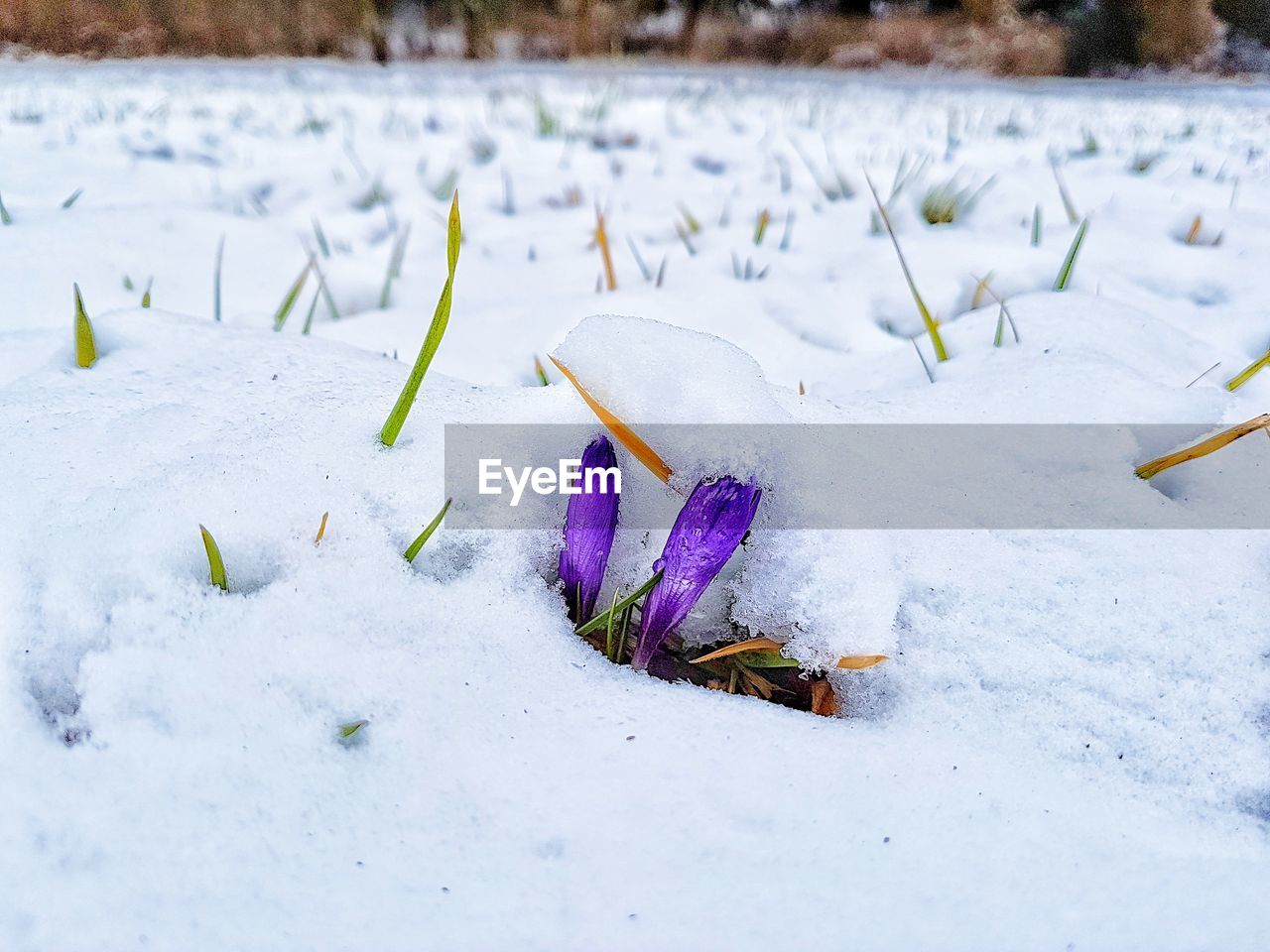 CLOSE-UP OF PLANT ON SNOW FIELD