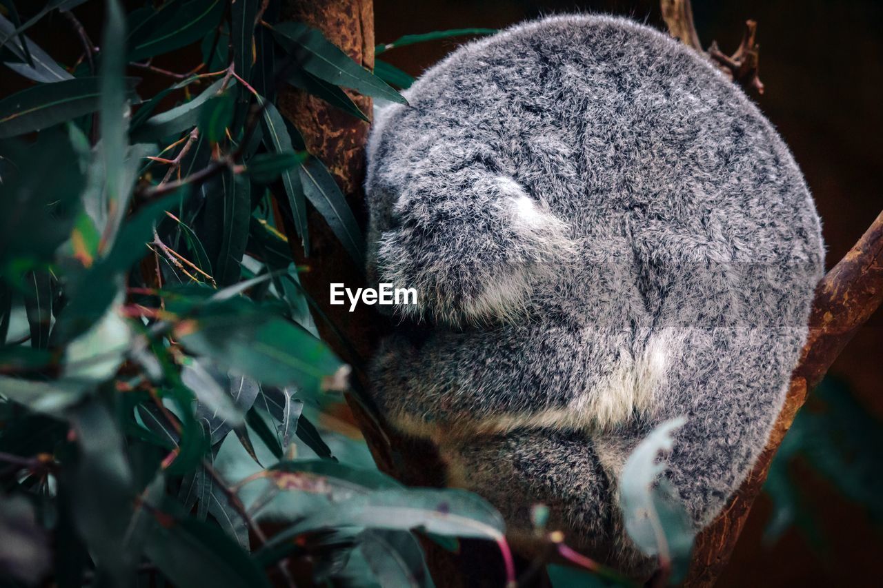 Close-up of a koala