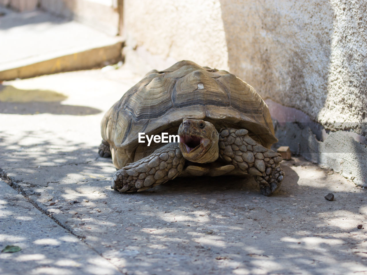 Tortoise on field