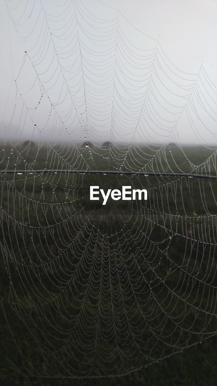 CLOSE-UP OF WET SPIDER WEB