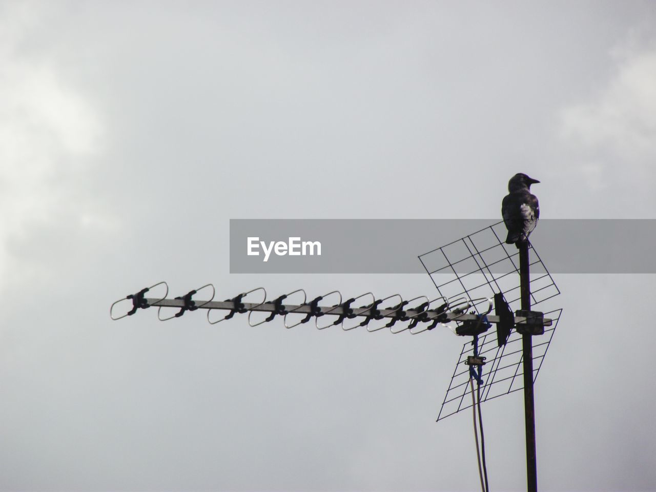 Low angle view of birds perching on pole against sky