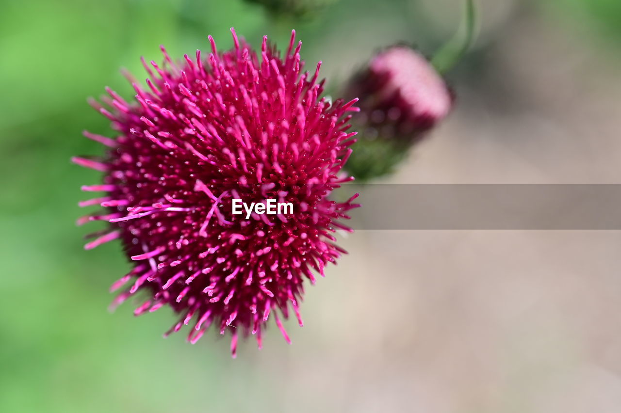flower, flowering plant, plant, freshness, petal, beauty in nature, close-up, nature, flower head, purple, inflorescence, macro photography, thistle, fragility, growth, no people, focus on foreground, wildflower, pink, outdoors, food, plant stem, food and drink, selective focus, medicine, botany