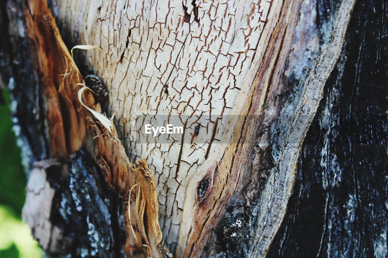 CLOSE-UP OF LIZARD ON TREE