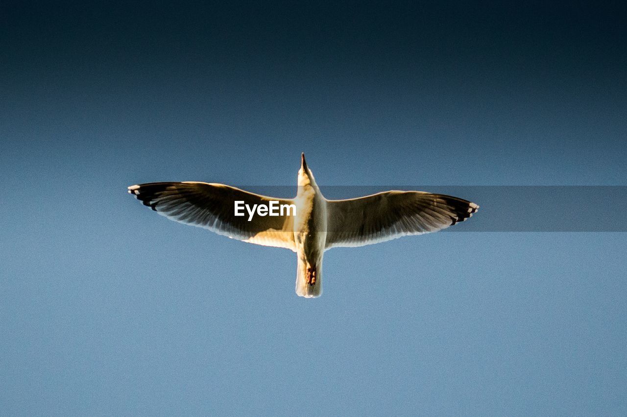 Low angle view of bird flying against clear sky