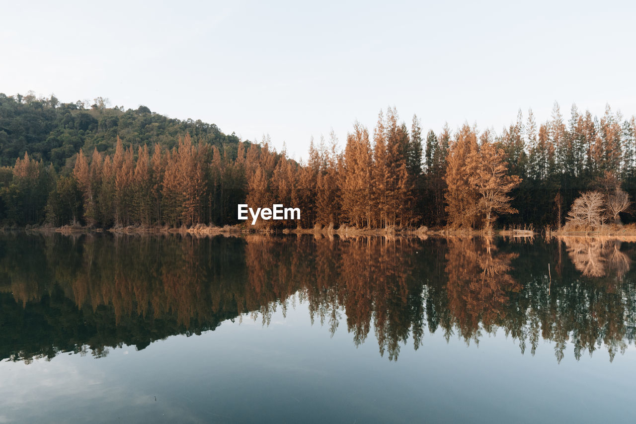 Reflection of trees in lake against sky in forest