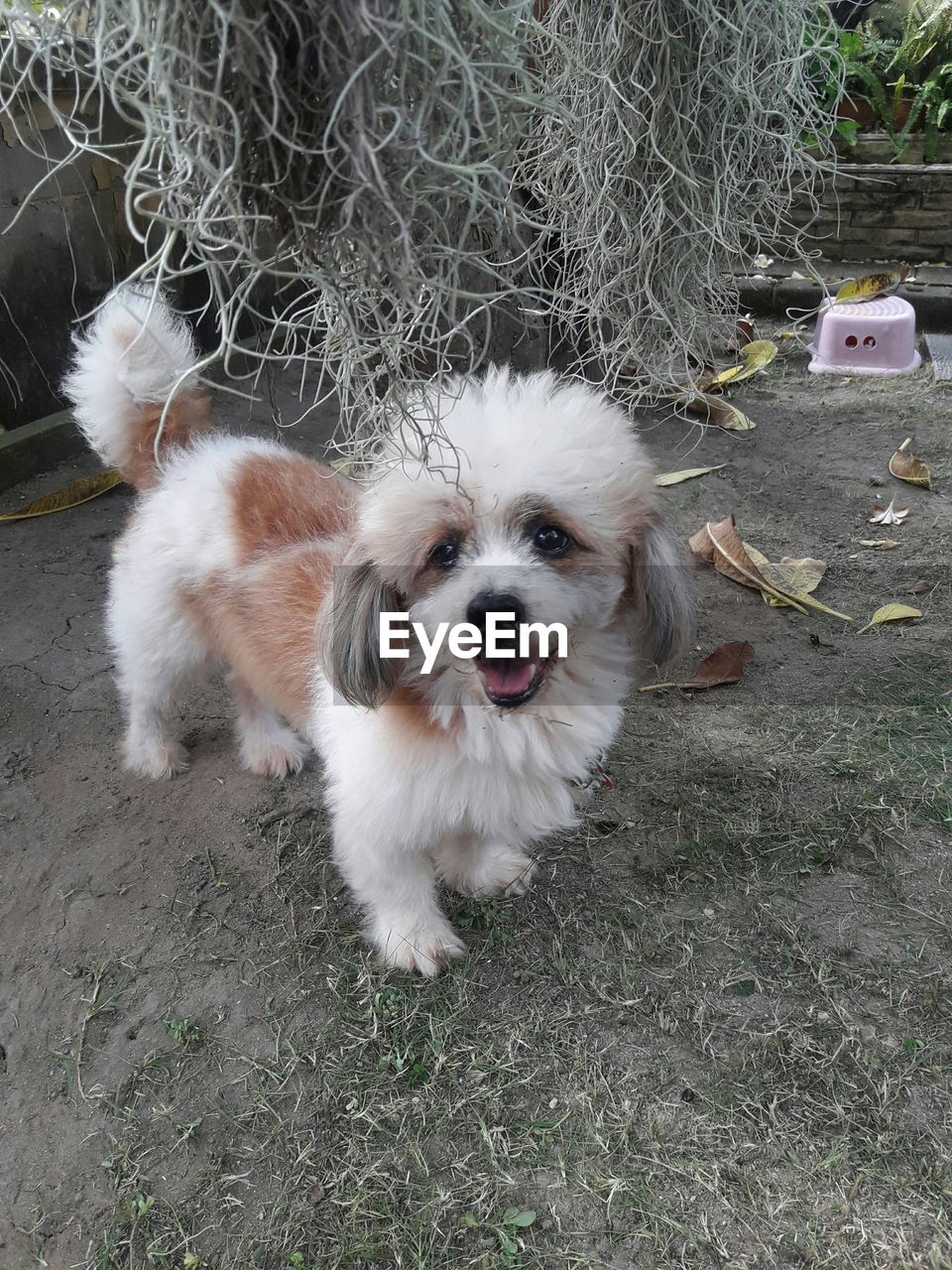 HIGH ANGLE VIEW PORTRAIT OF DOG ON FIELD