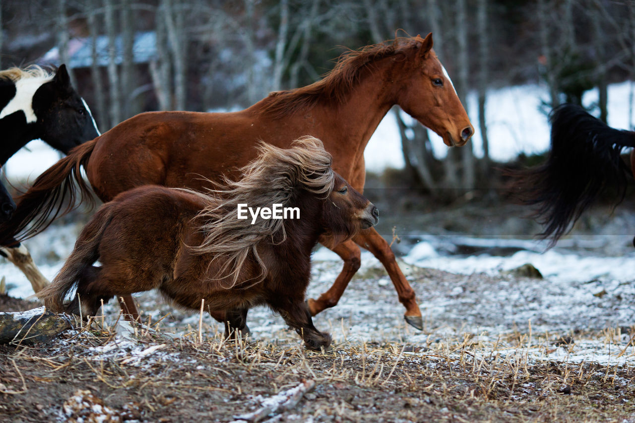 Horse running outdoors