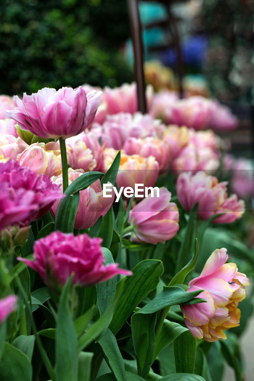 CLOSE-UP OF PINK ROSES