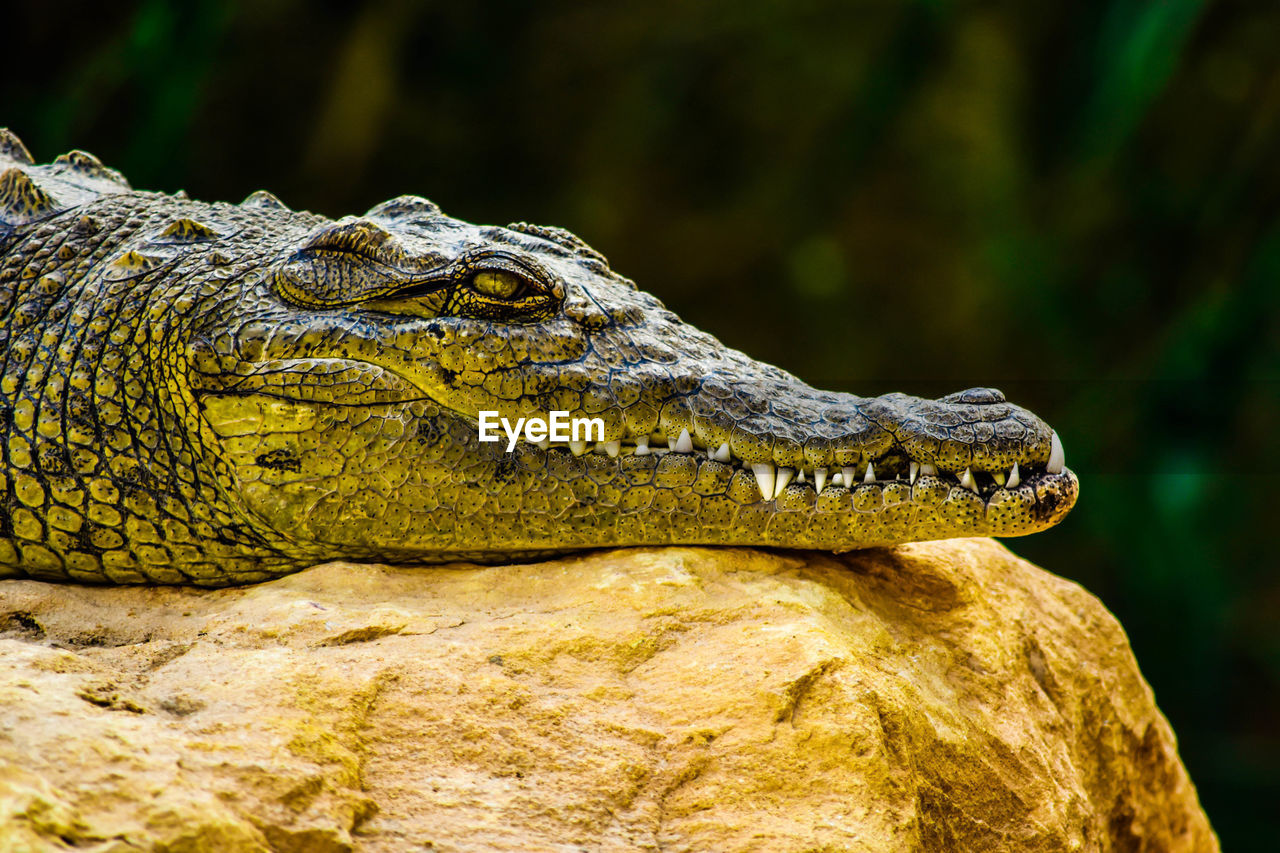 Close-up of crocodile