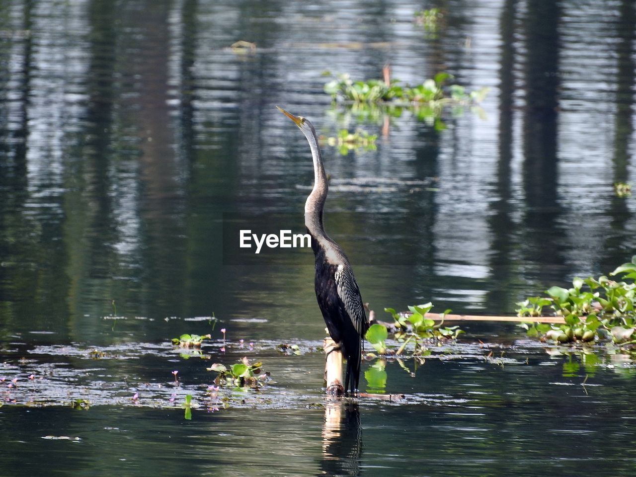 VIEW OF BIRD ON LAKE