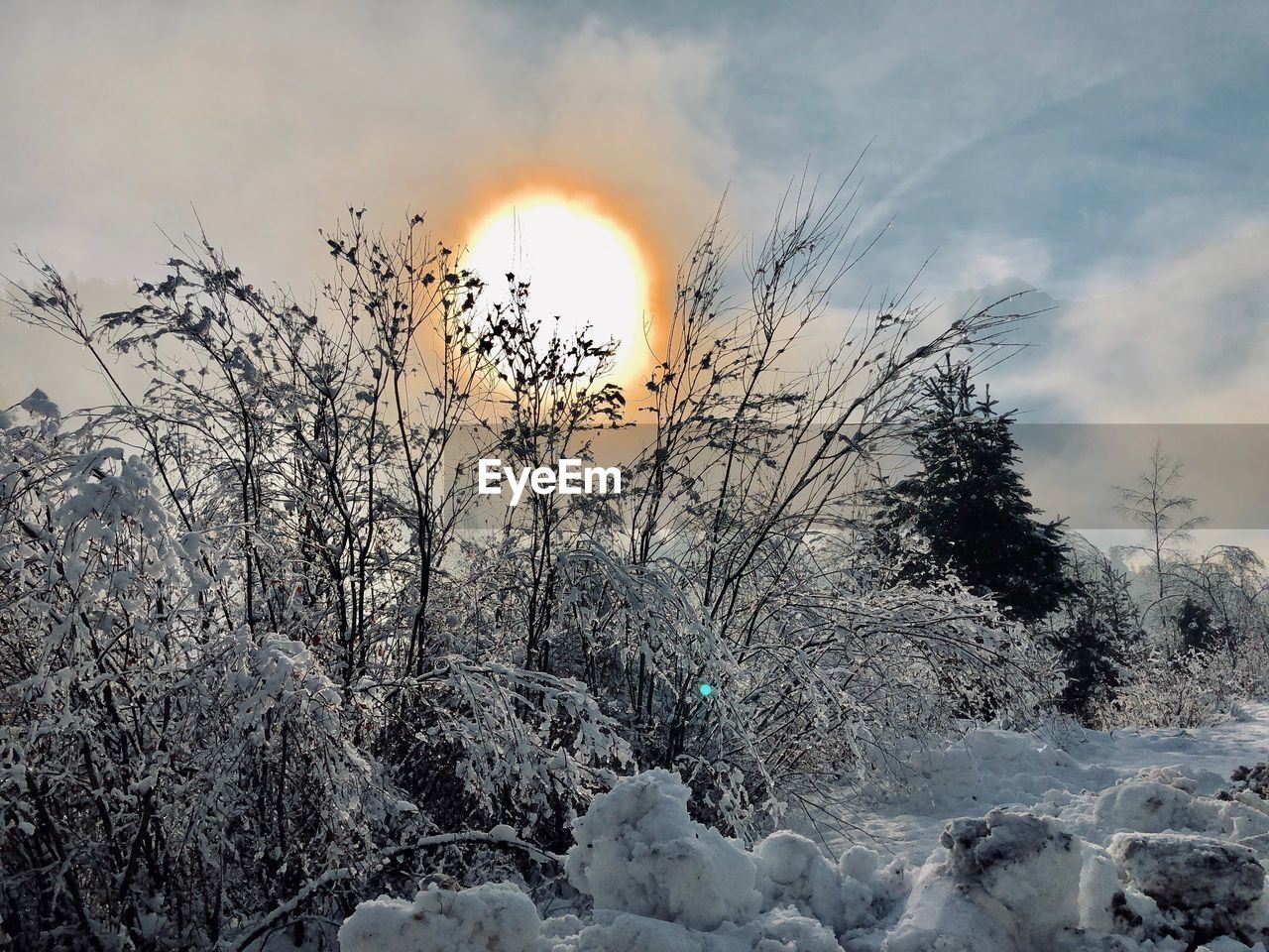 VIEW OF FROZEN PLANTS AGAINST SKY DURING SUNSET