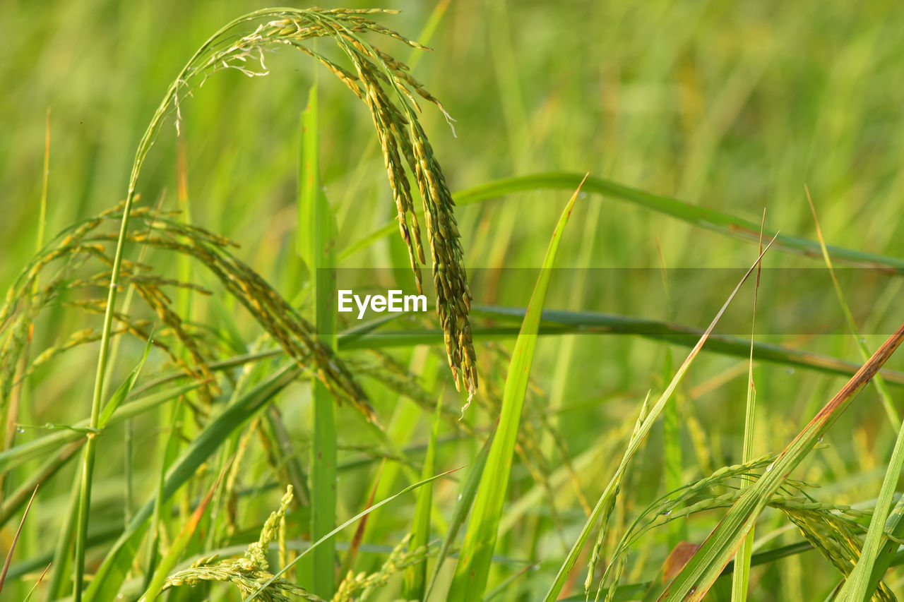 Close-up of crops growing on field