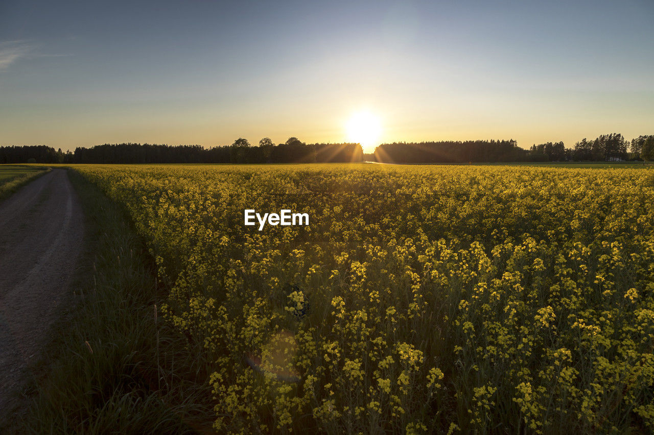 scenic view of field against sky at sunset