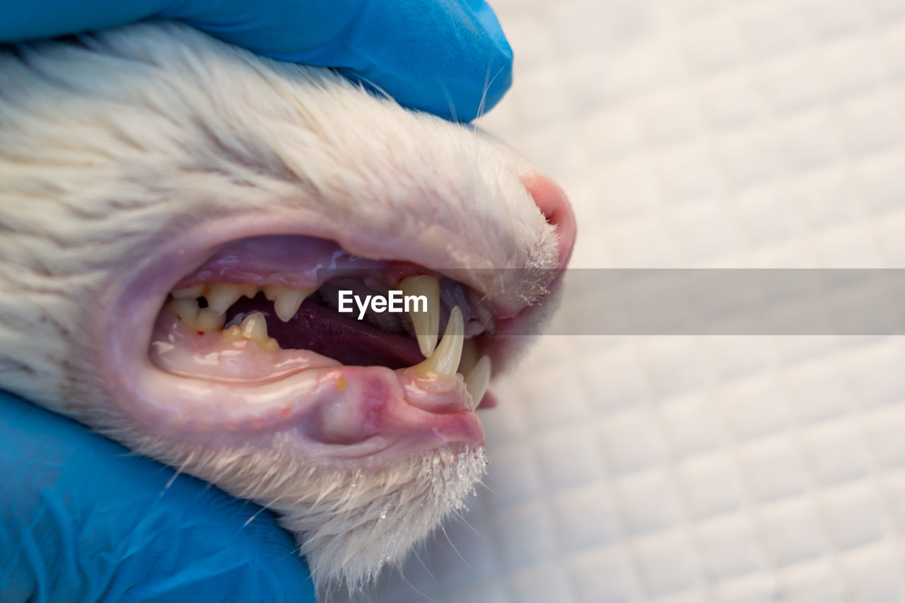 CLOSE-UP OF DOG STICKING OUT TONGUE ON HUMAN EYE