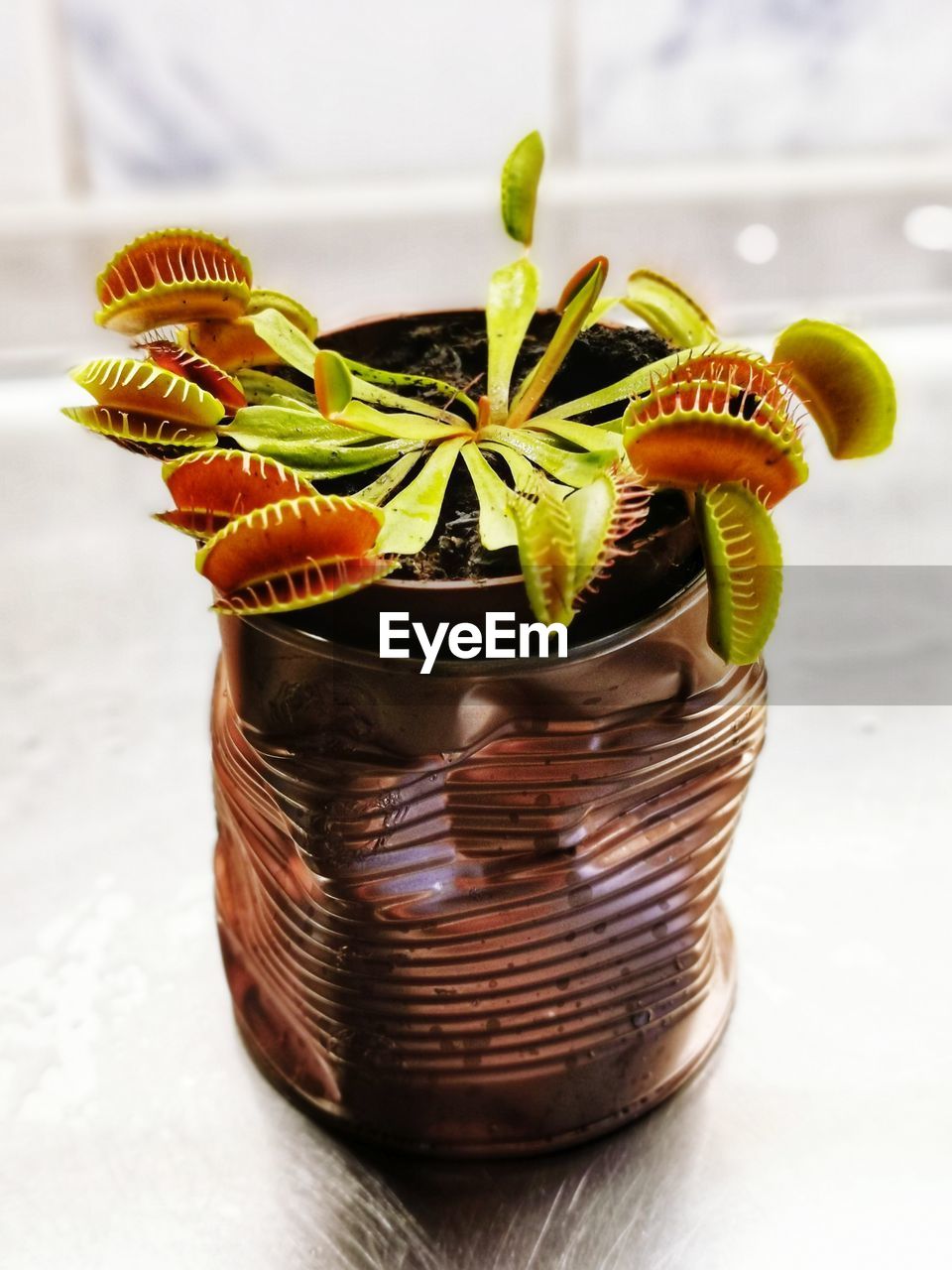 Flytrap in a yar