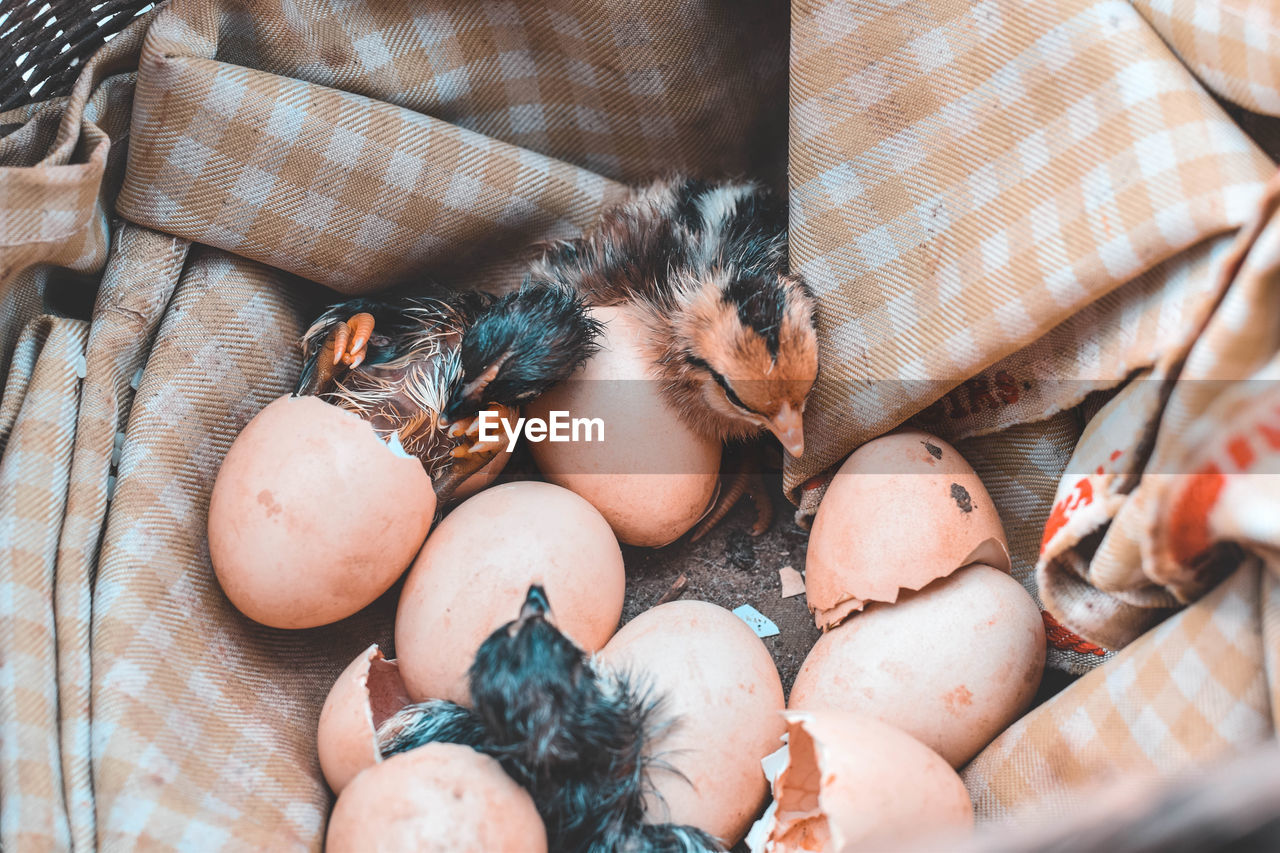 High angle view of birds and broken eggs in basket
