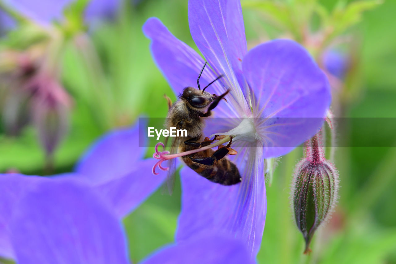 Close up of a bee pollinating a geranium flower 