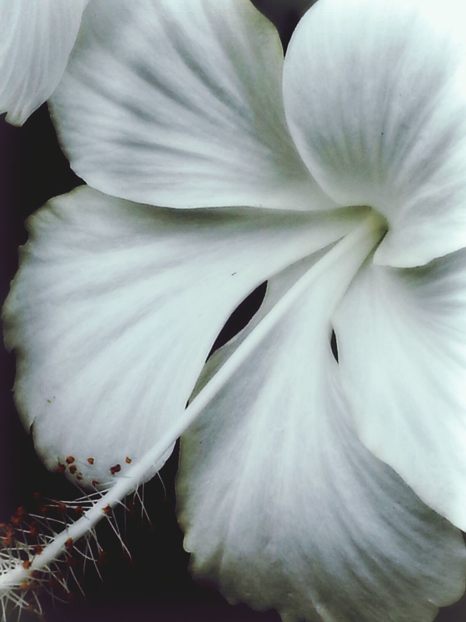 Close up of white flower