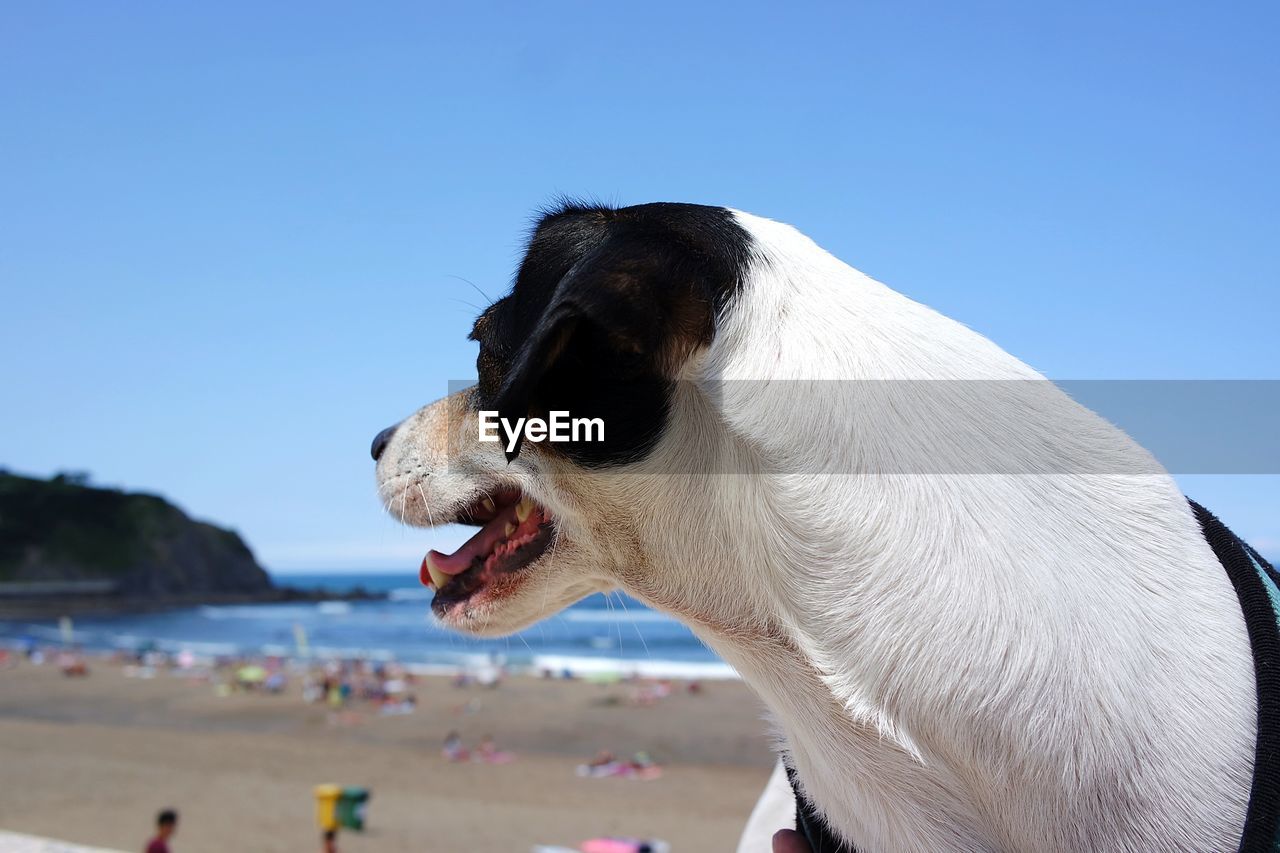 CLOSE-UP OF A DOG ON BEACH