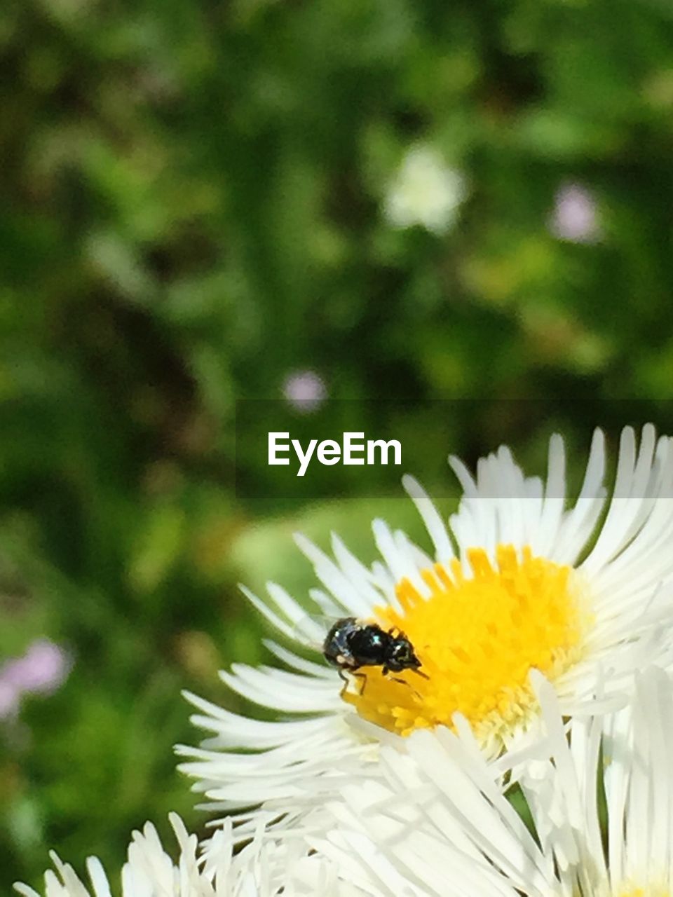 CLOSE-UP OF HONEY BEE POLLINATING ON FLOWER