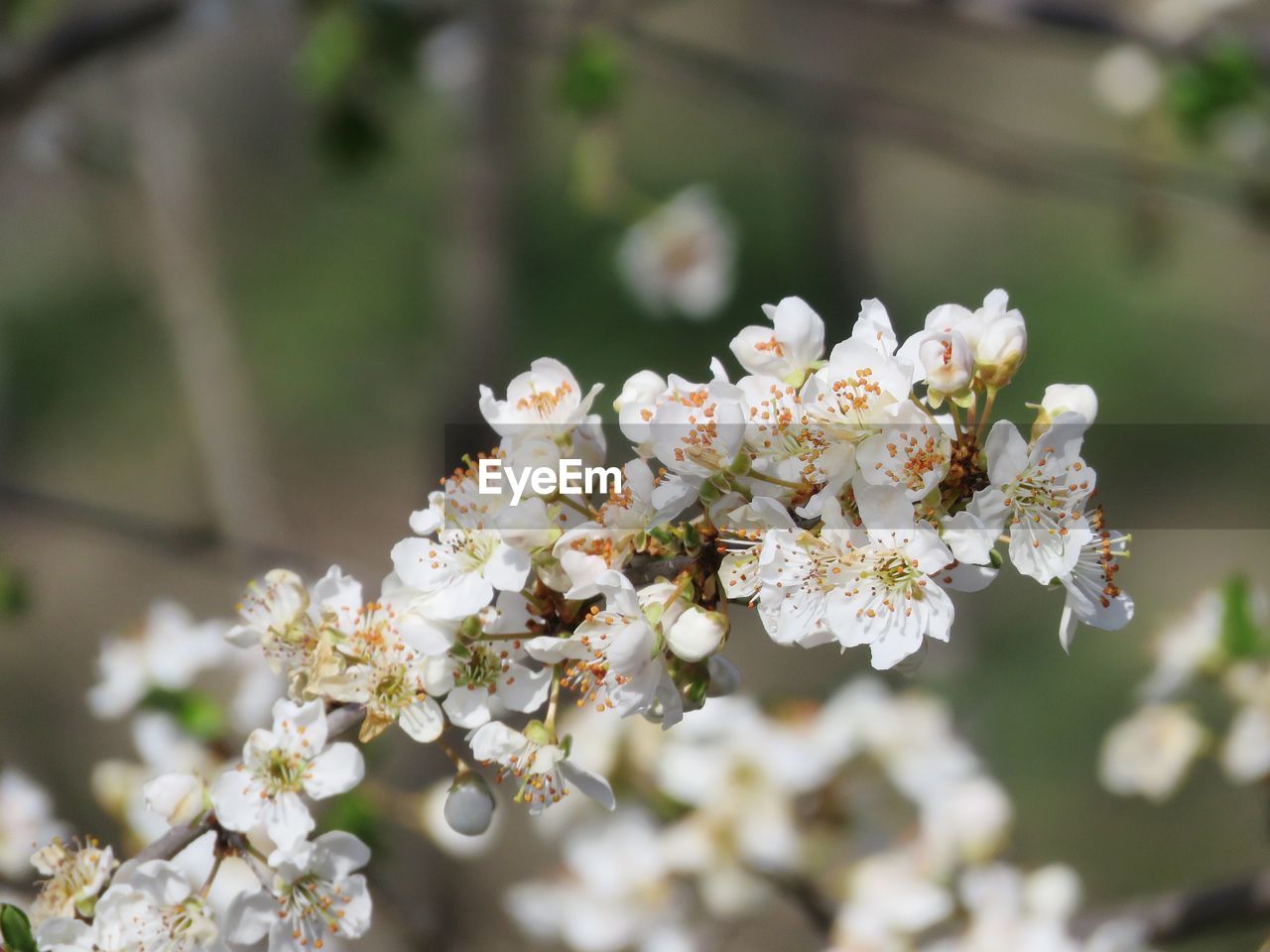 CLOSE-UP OF CHERRY BLOSSOMS