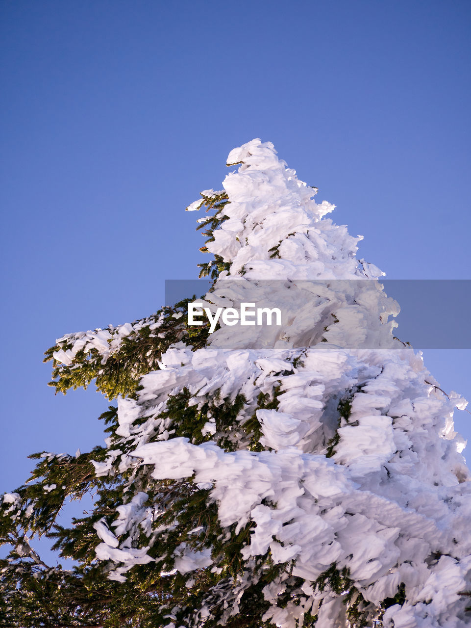 LOW ANGLE VIEW OF FROZEN PLANTS AGAINST CLEAR SKY