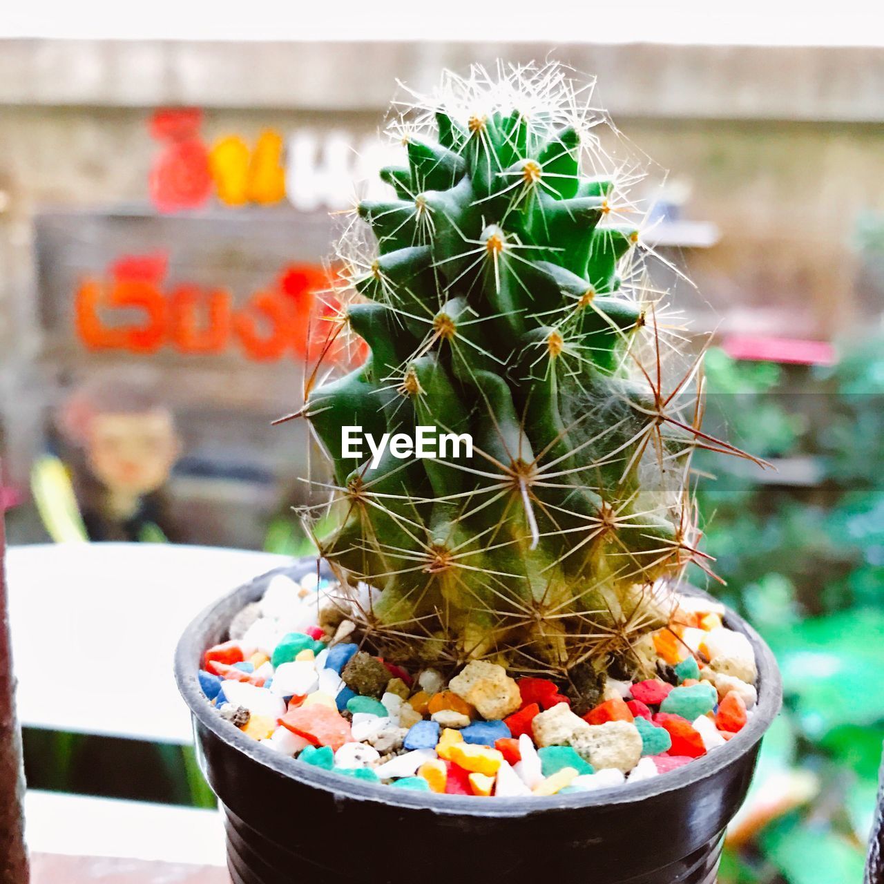 CLOSE-UP OF FRUIT IN GREENHOUSE