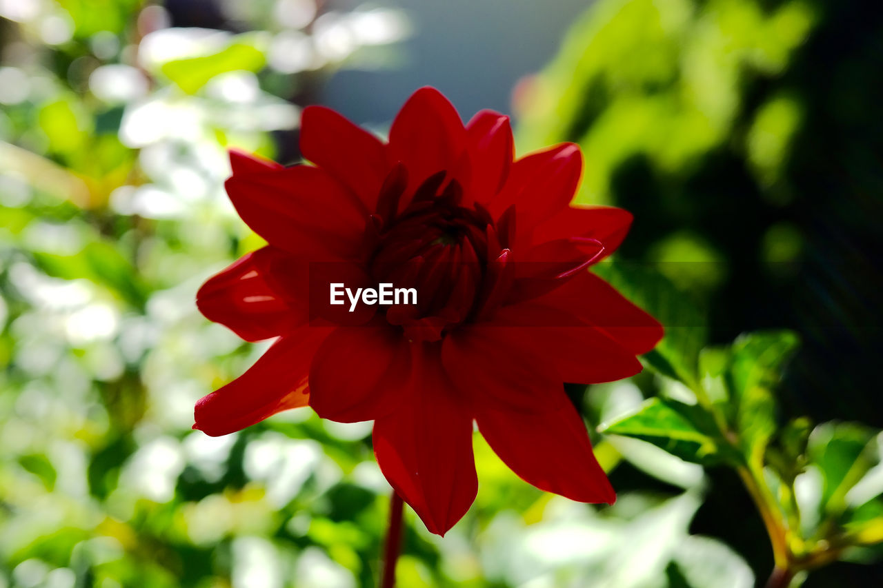 flower, petal, red, beauty in nature, fragility, nature, focus on foreground, no people, day, flower head, freshness, growth, close-up, outdoors, plant, blooming, hibiscus