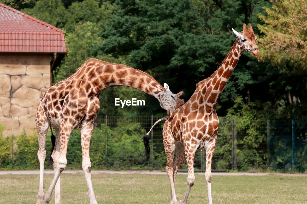 Side view of two giraffes standing on field