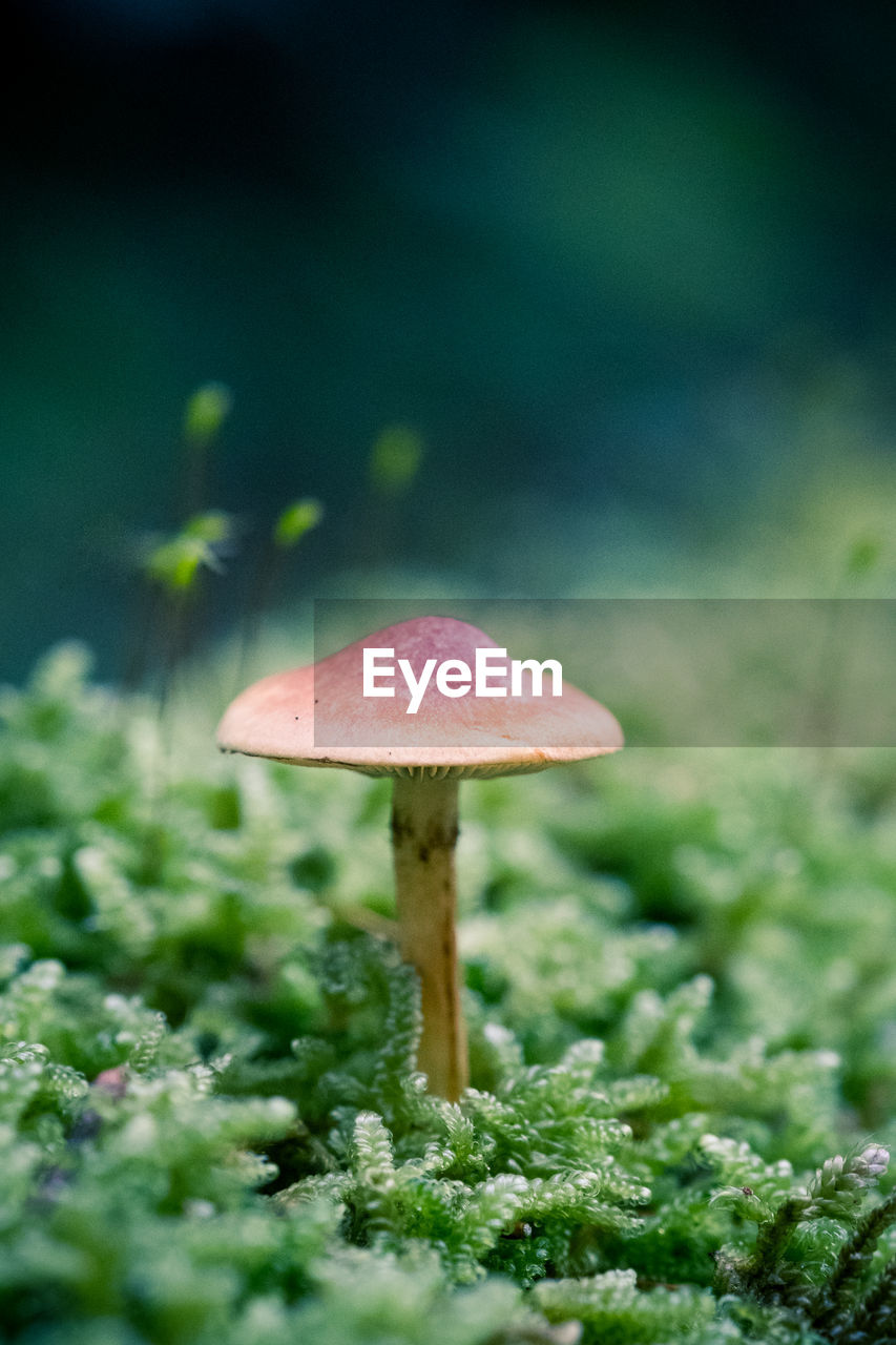 Close-up of mushroom growing on field